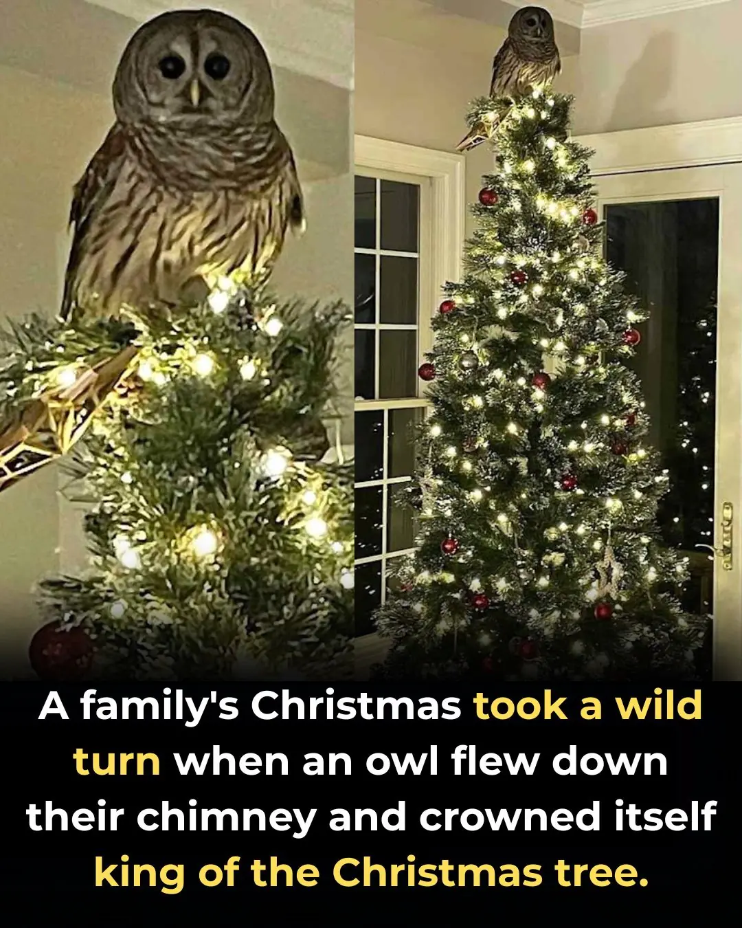 A Holiday Owl Surprise in Arlington