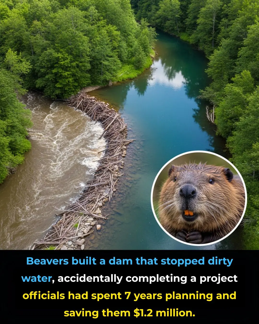 Beavers Build a Dam in the Czech Republic, Solving a Years-Long Environmental Problem