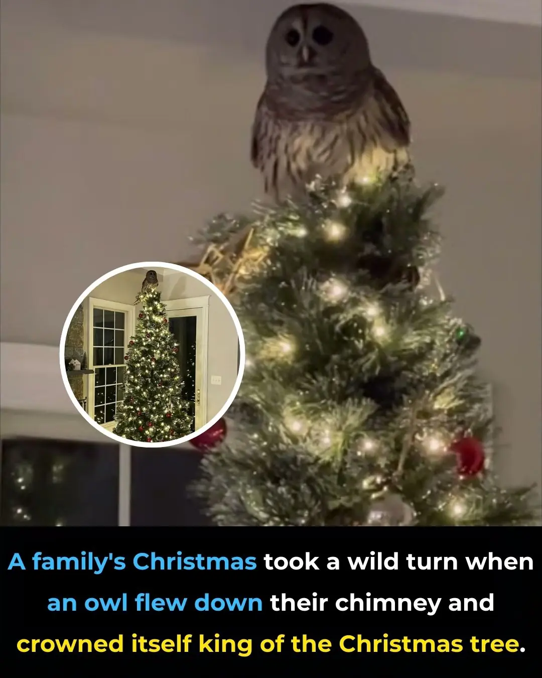 A Christmas Surprise: Owl Lands Atop Family’s Tree After Flying Down Chimney