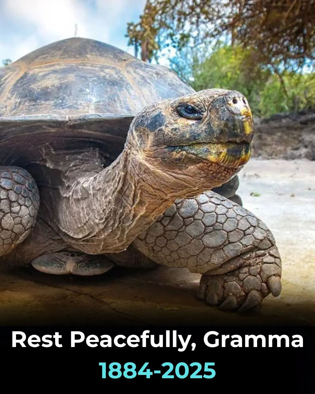 141 years, one legendary life 🐢💚 Read Gramma’s incredible