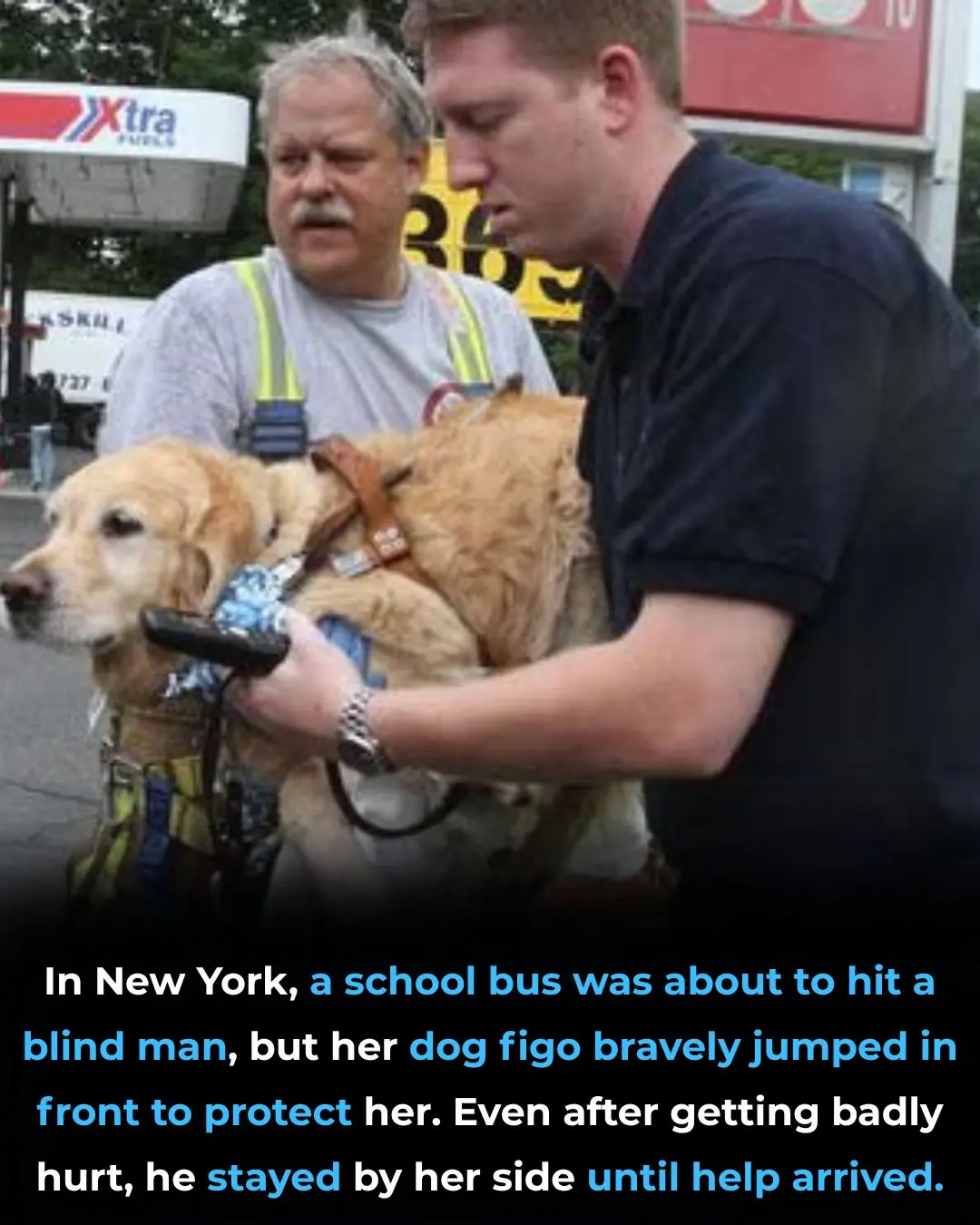 Figo the Hero: A Powerful Lesson in Courage, Loyalty, and Unconditional Love