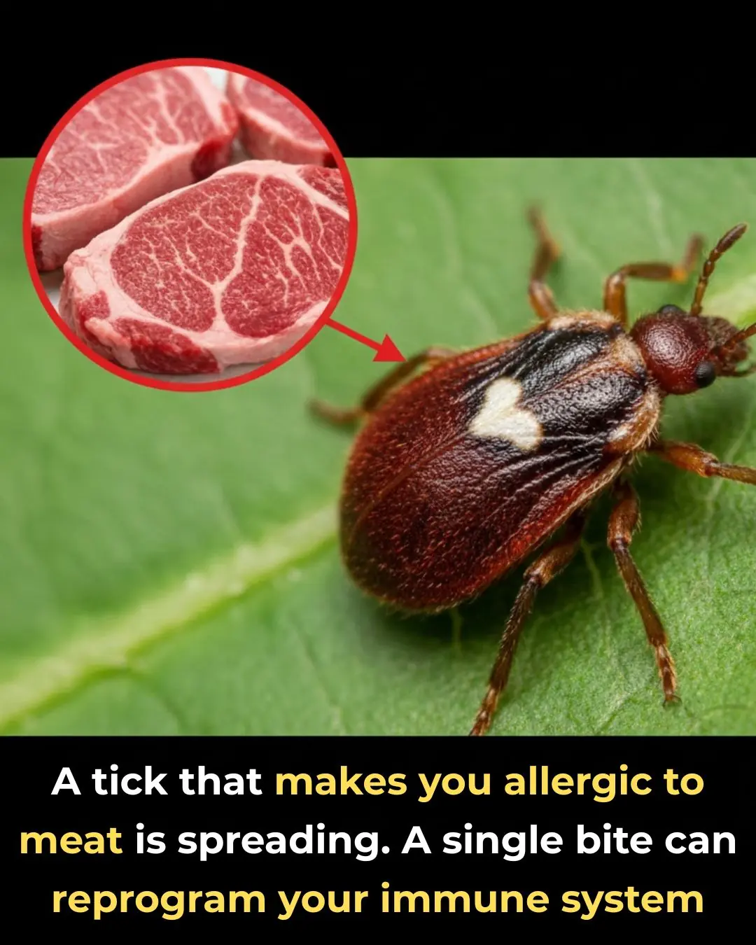 A Hidden Consequence of Tick Bites You Should Know About