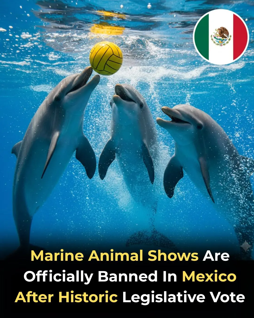 Mexico Ends Marine Animal Shows and Sparks a Health Centered Conservation Shift