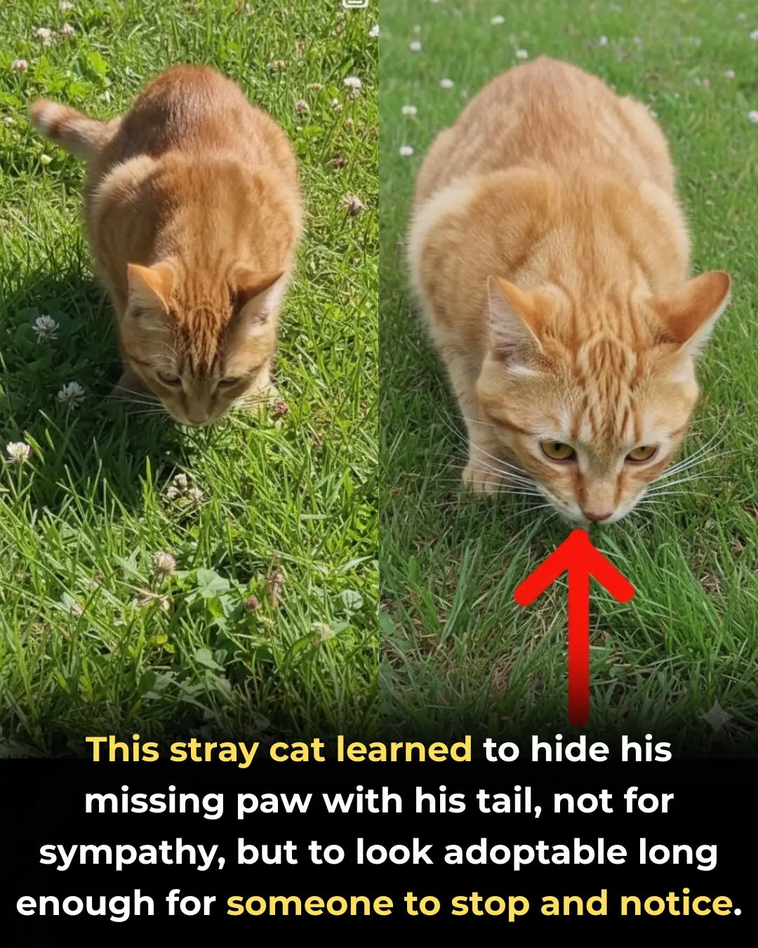 A Heartbreaking Survival Trick: How a Stray Cat Learned to Hide His Pain