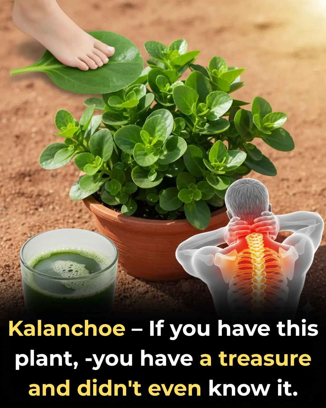If You Have a Kalanchoe Plant at Home, You Might Own a Hidden Treasure