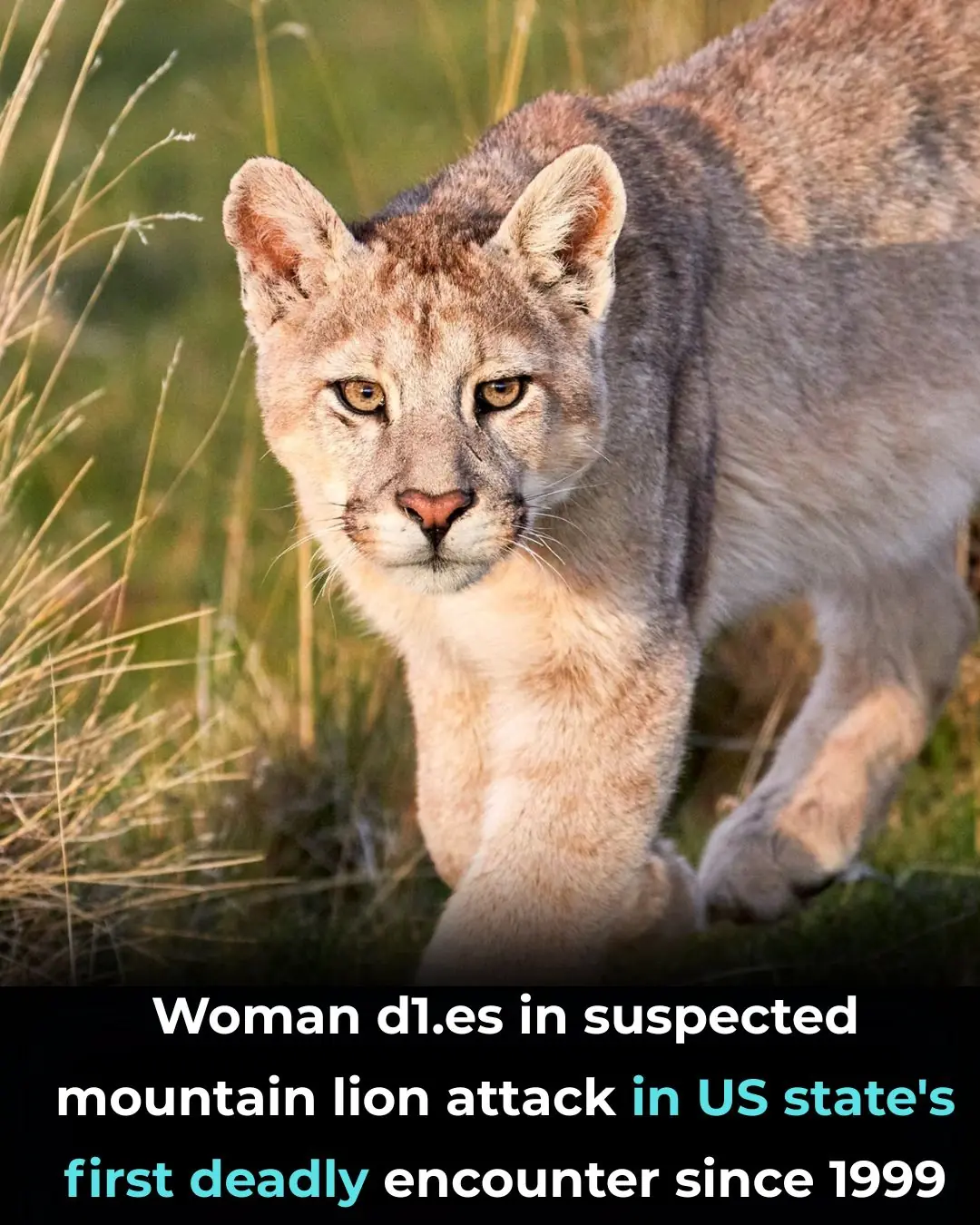 Woman d!es in suspected mountain lion attack in US state's first deadly encounter since 1999