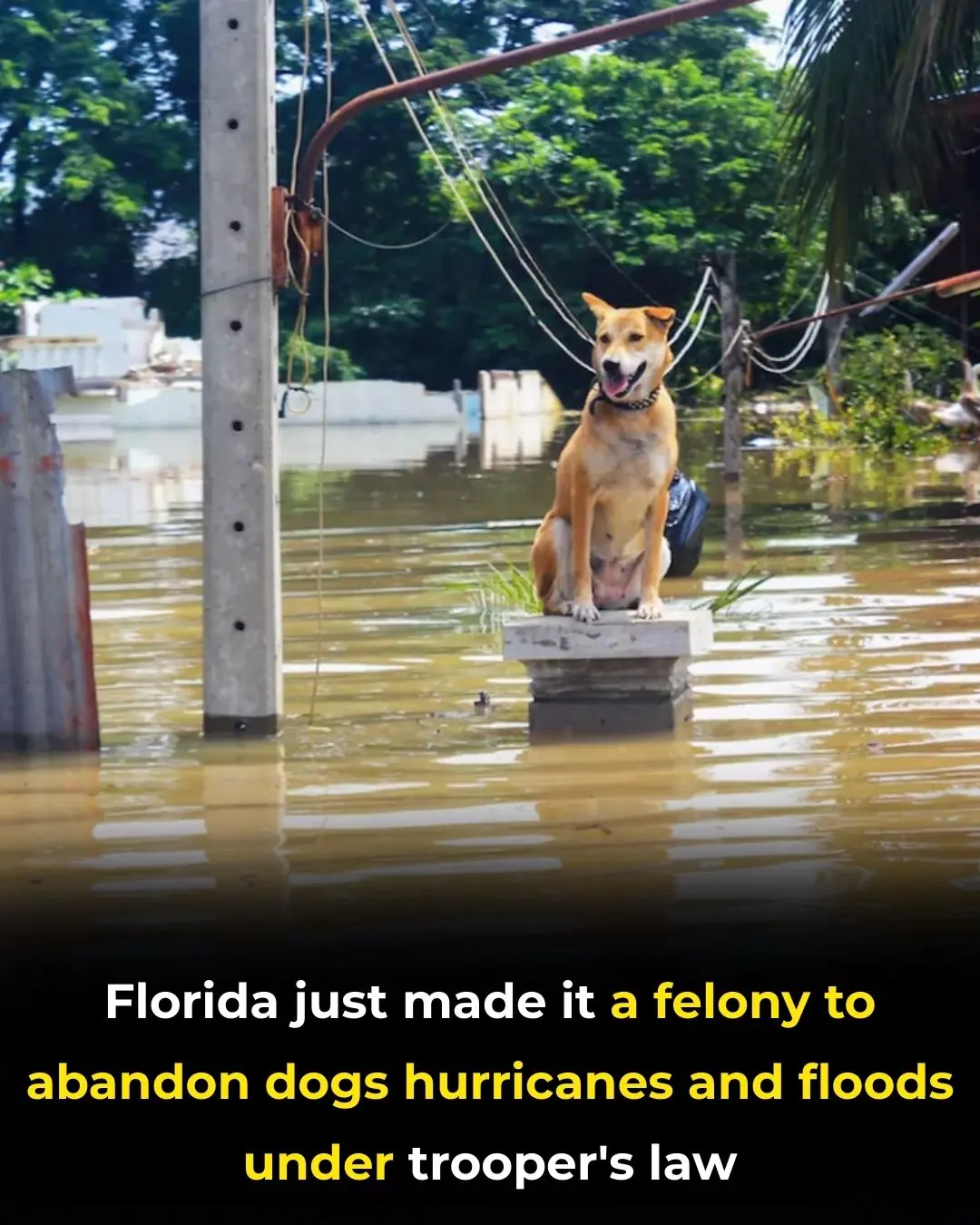 Florida’s Trooper’s Law: A Landmark Step Toward Protecting Pets During Natural Disasters
