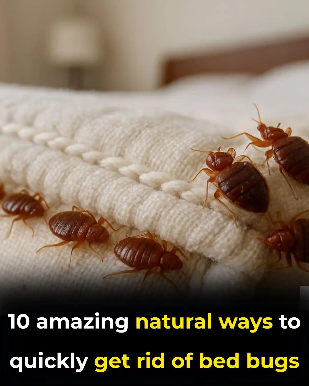 The Top 10 Home Remedies to Get Rid of Bed Bugs Naturally