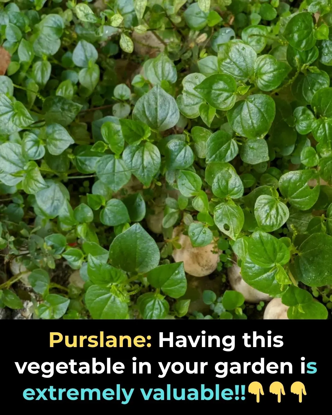 Purslane, a wild vegetable, contains substances that prevent cancer cell growth.