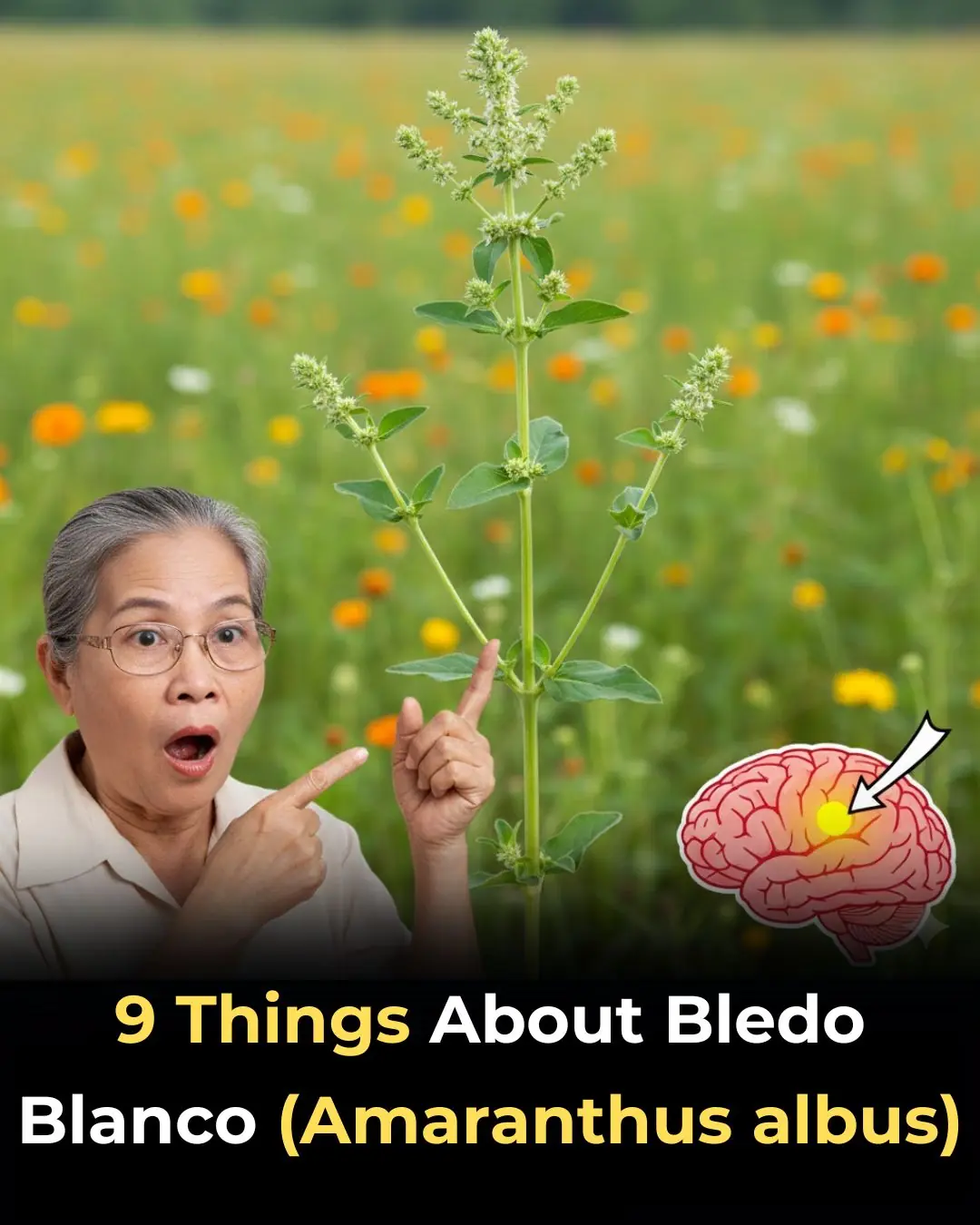 9 Things About Bledo Blanco (Amaranthus albus)