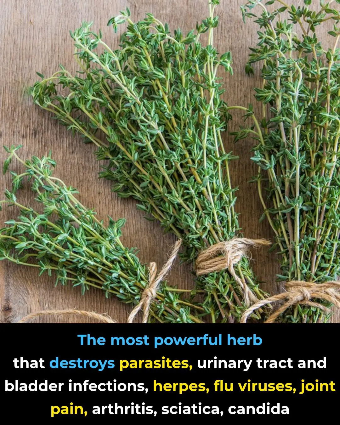Oregano Oil …Antiparasitic Potential and Digestive Health Support
