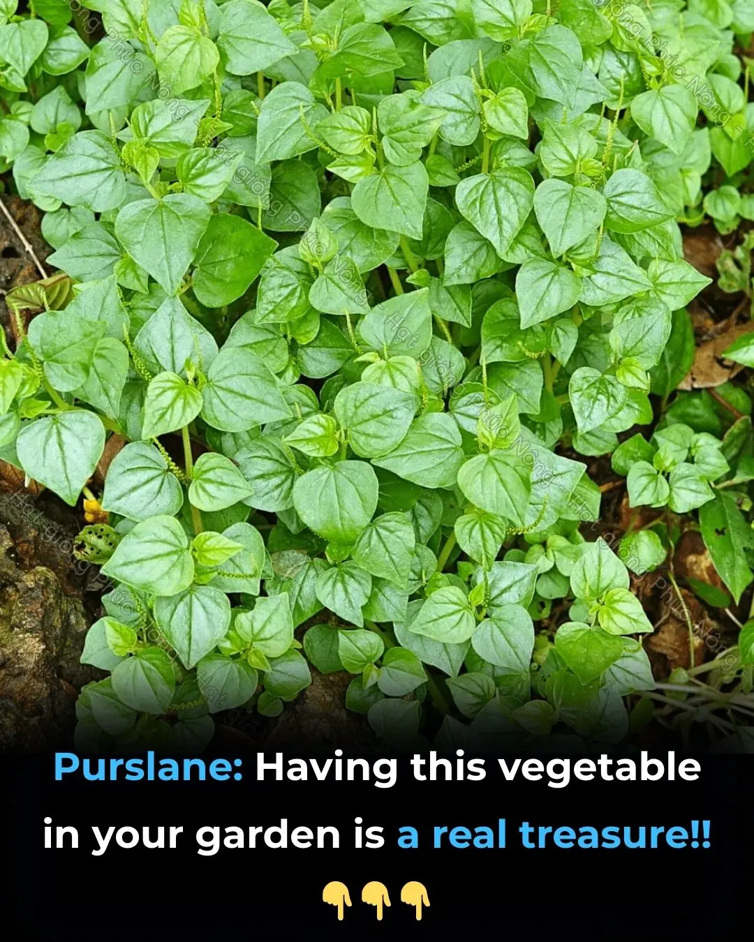 Purslane: Having this vegetable in your garden is a real treasure