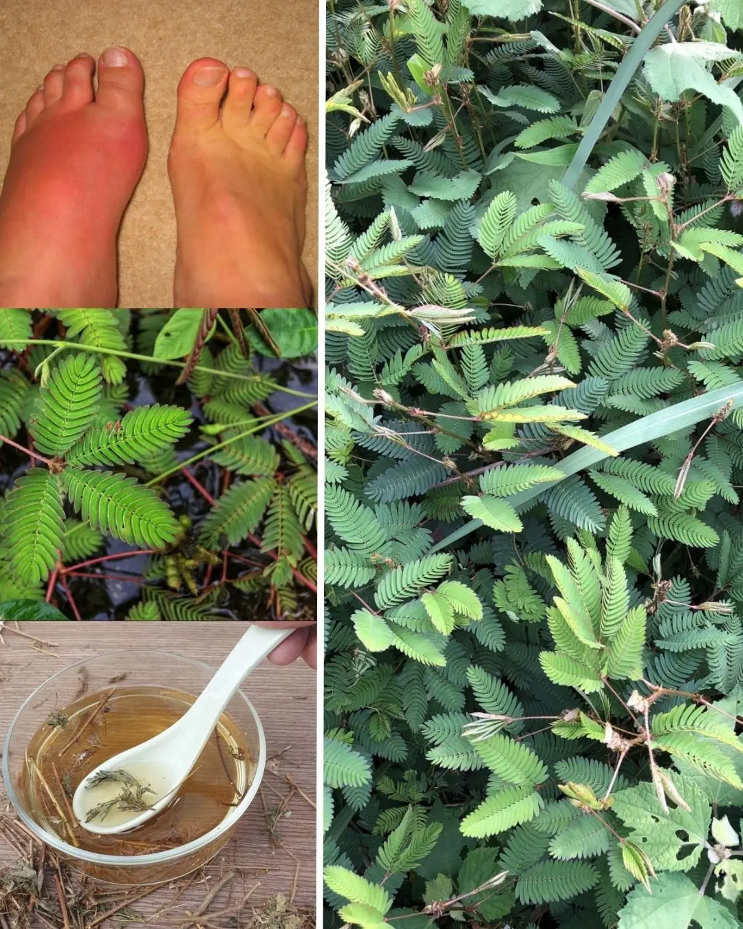 Sensitive Plant (Mimosa pudica): Traditional Uses and Herbal Remedies