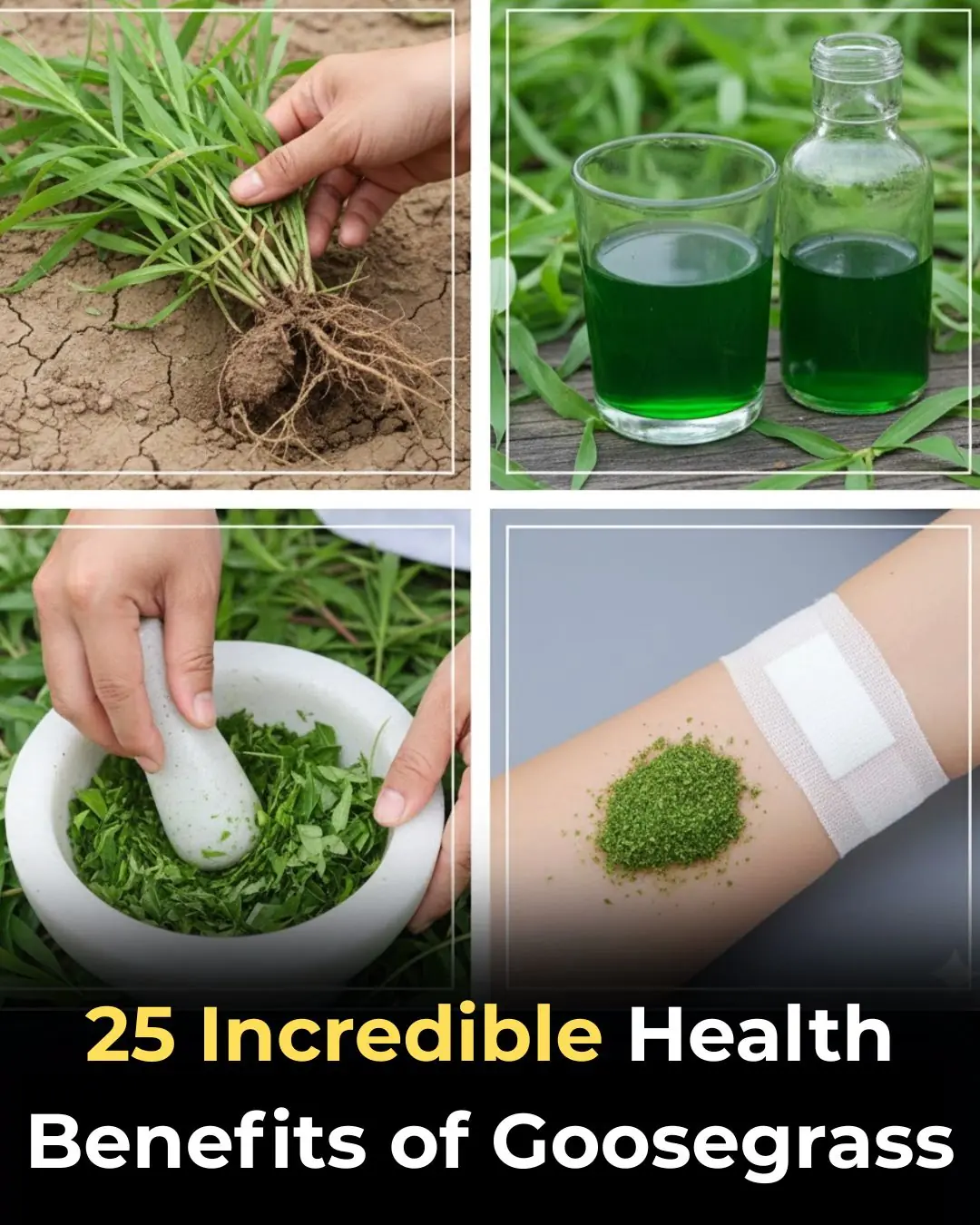25 Incredible Health Benefits of Goosegrass
