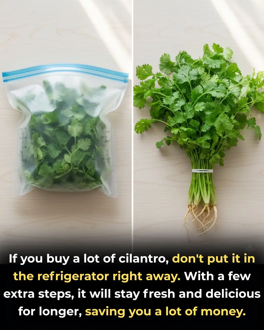 If you buy a lot of cilantro, don't put it in the refrigerator right away. With a few extra steps, it will stay fresh and delicious for longer, saving you a lot of money.