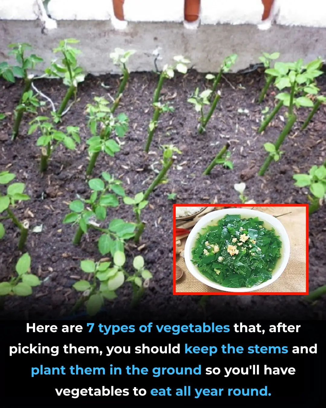 7 Vegetables You Should Replant After Harvesting for a Year-Round Food Supply