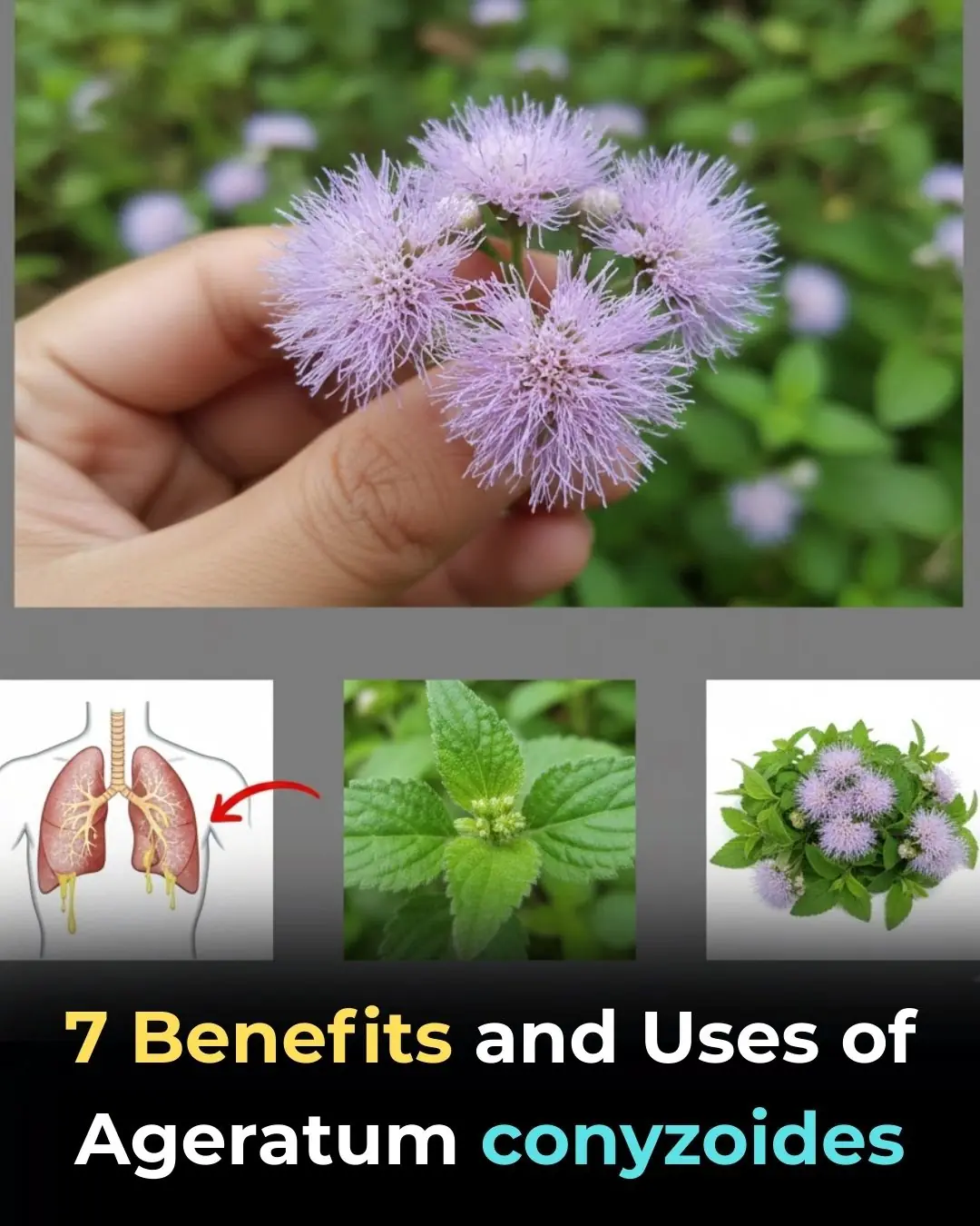 7 Benefits and Uses of Ageratum conyzoides