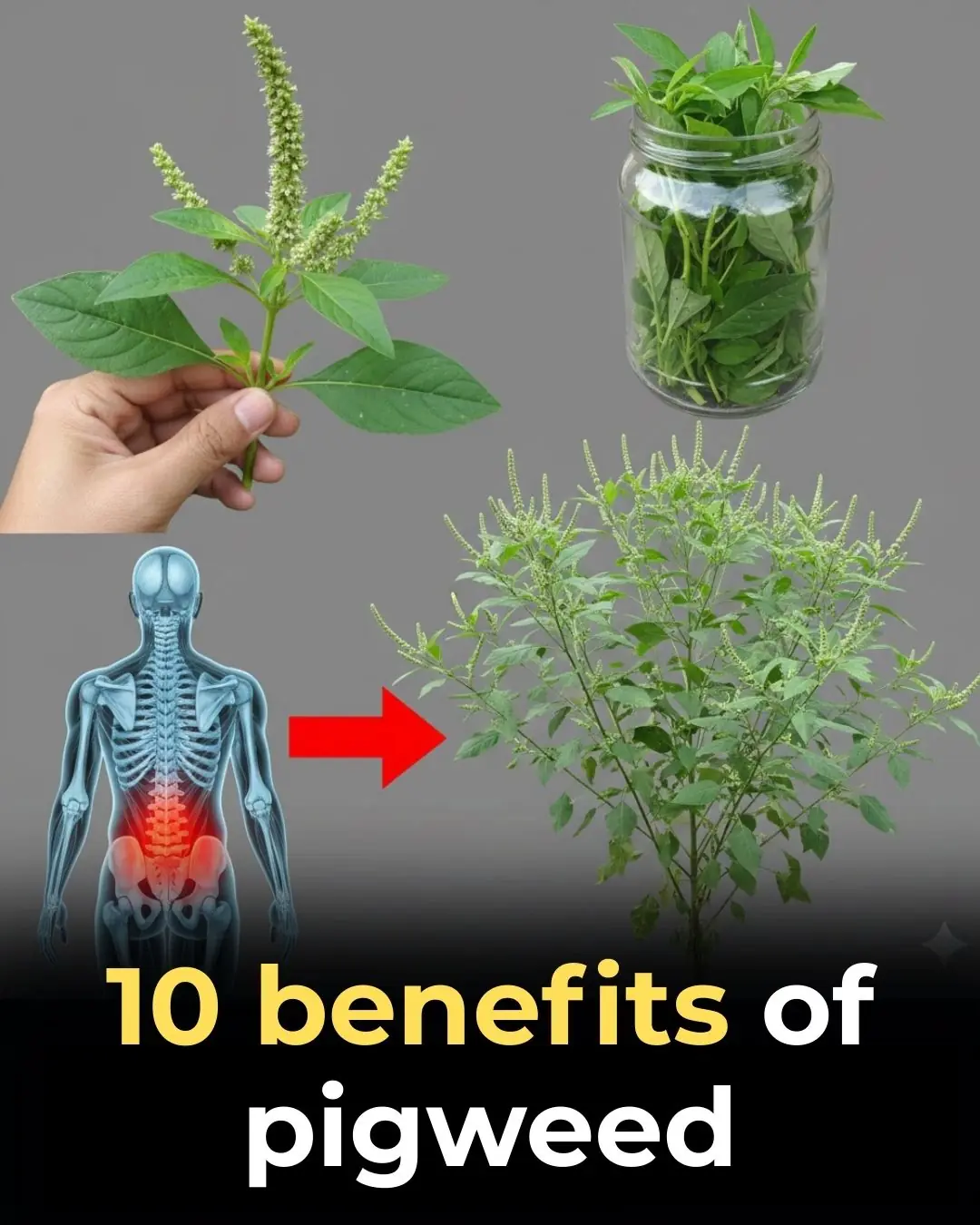 10 benefits of pigweed