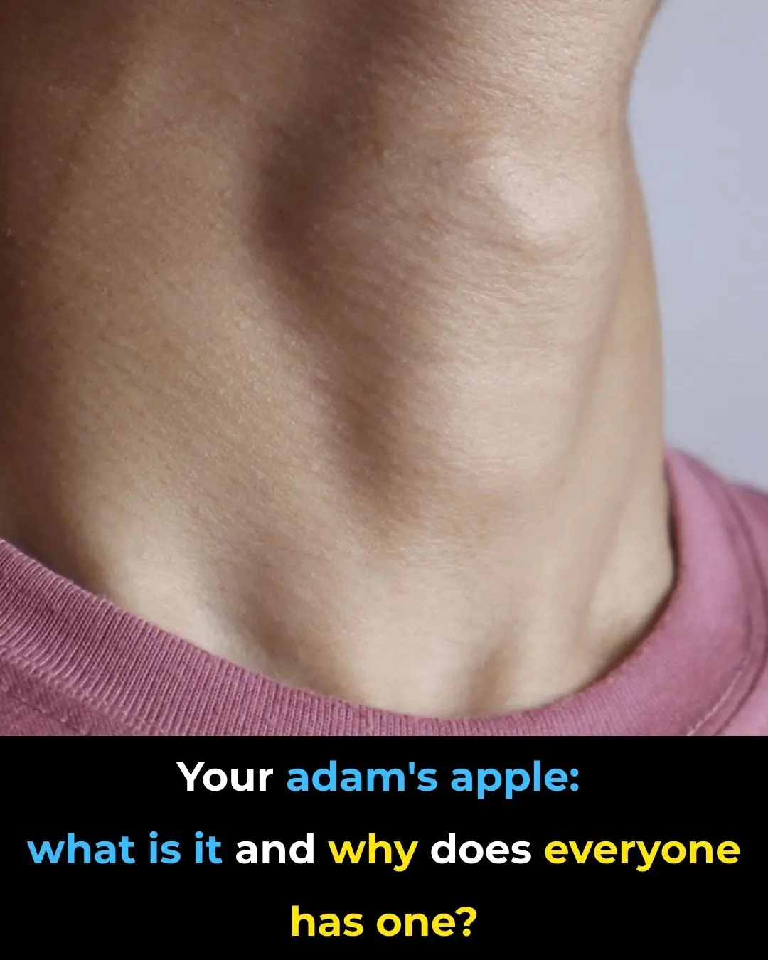 What Is The Adam s Apple What Is The Adam s Apple