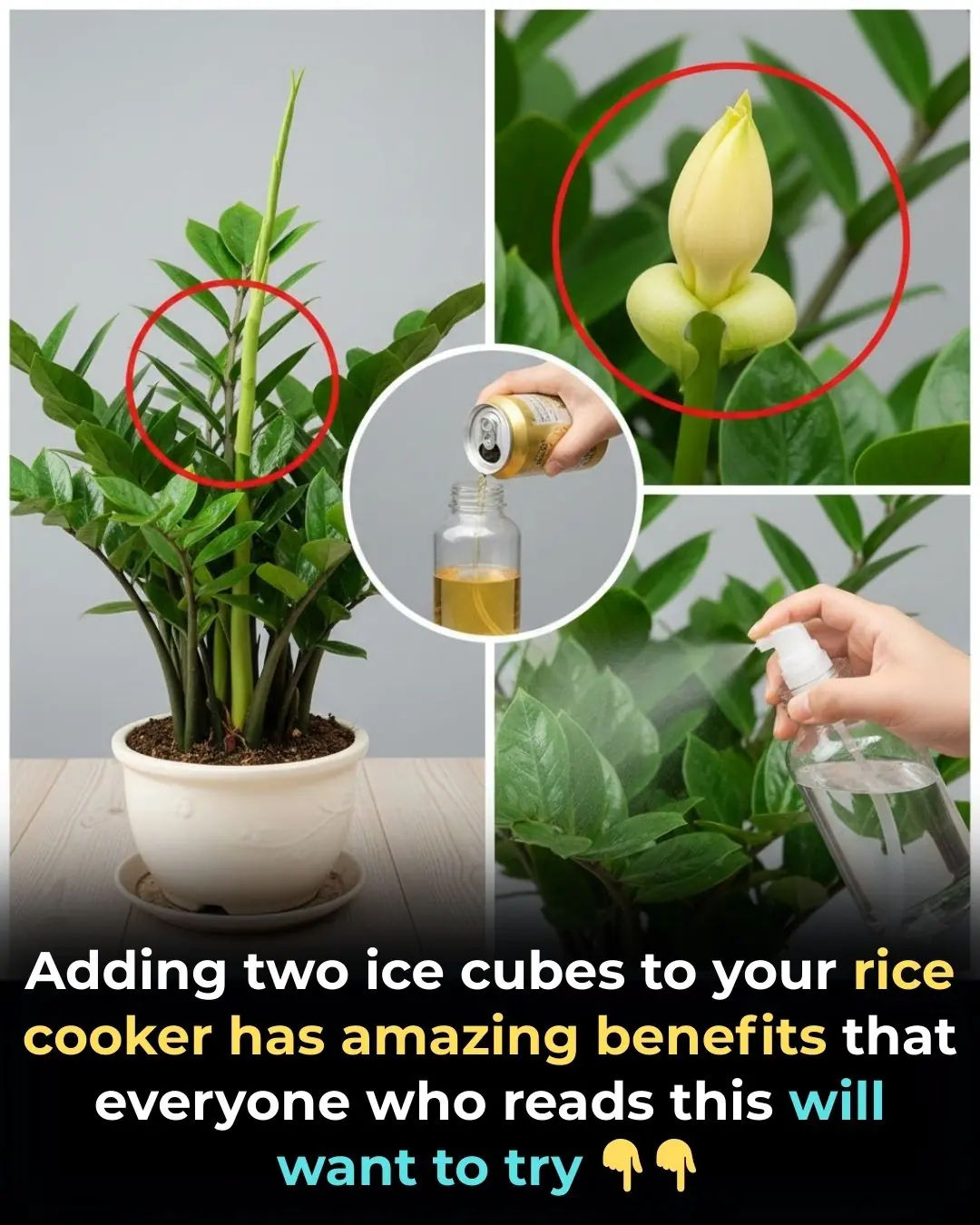 How to Encourage a ZZ Plant to Flower: Myths, Facts, and Proper Care