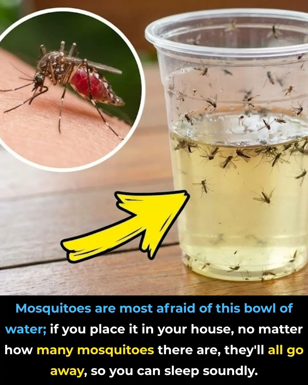 A Simple Natural Way to Get Rid of Mosquitoes Using a Bowl of Water