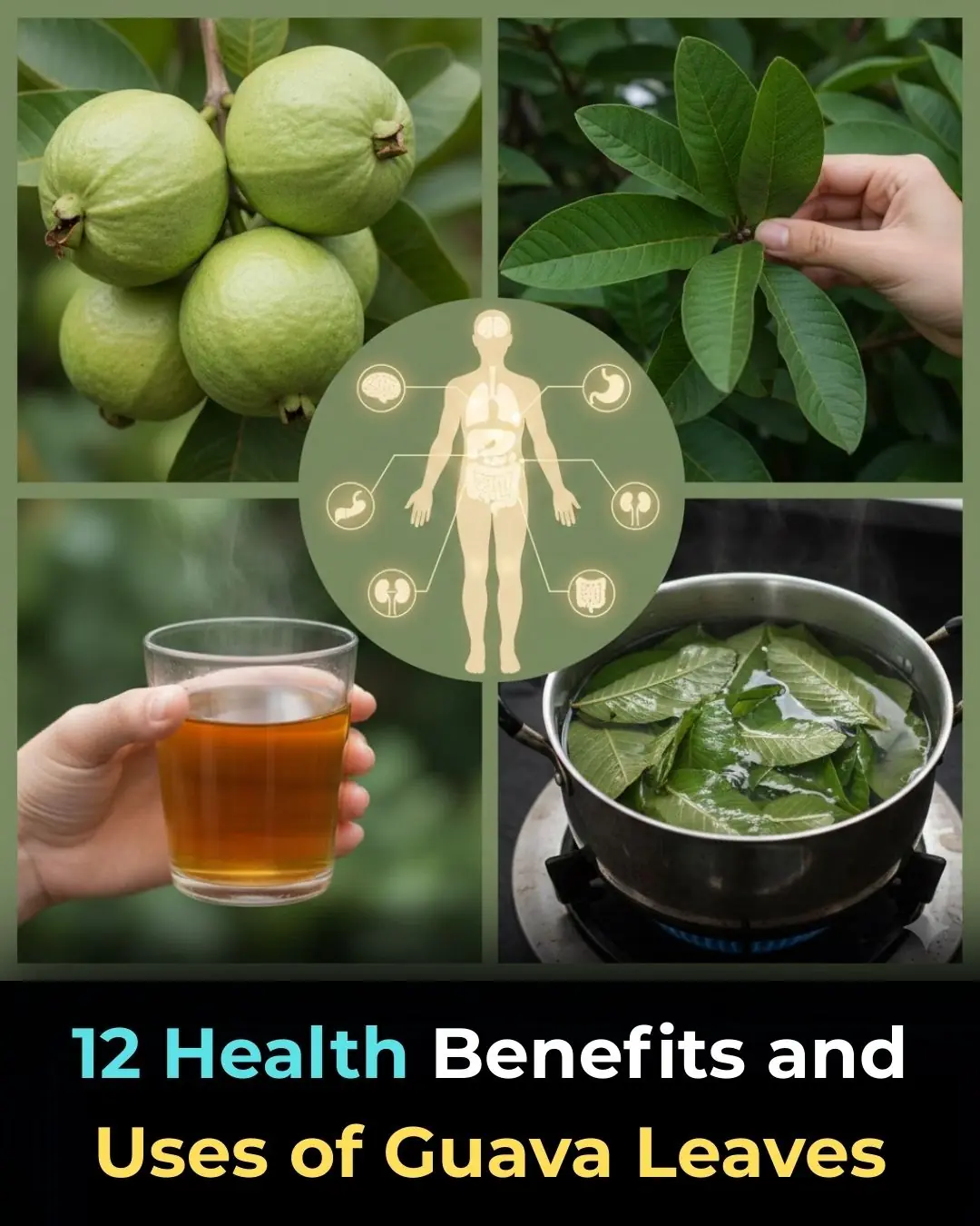 Guava Leaves: 12 Benefits and Uses