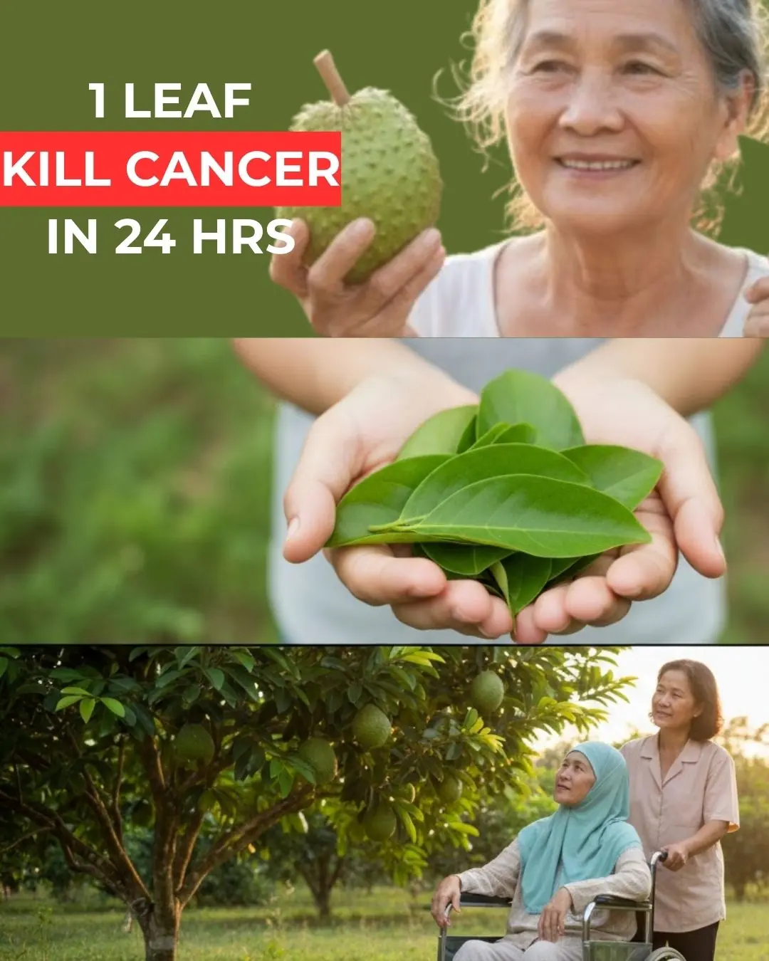 Pharmacies Will Never Reveal This Secret – The Leaf That May Support Cancer Cell Defense | Exploring Soursop’s Natural Potential
