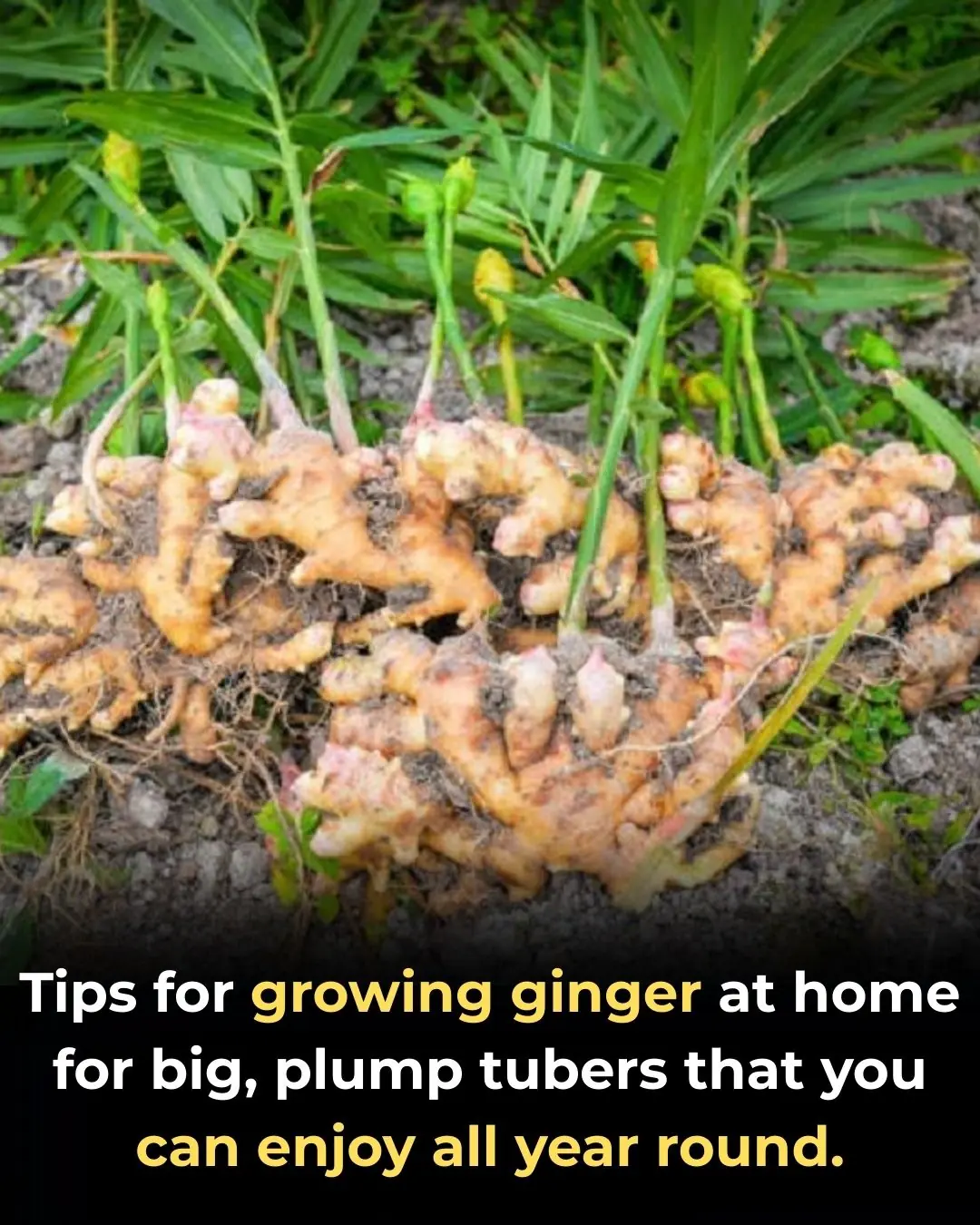 Tips for growing ginger at home for big, plump tubers that you can enjoy all year round.