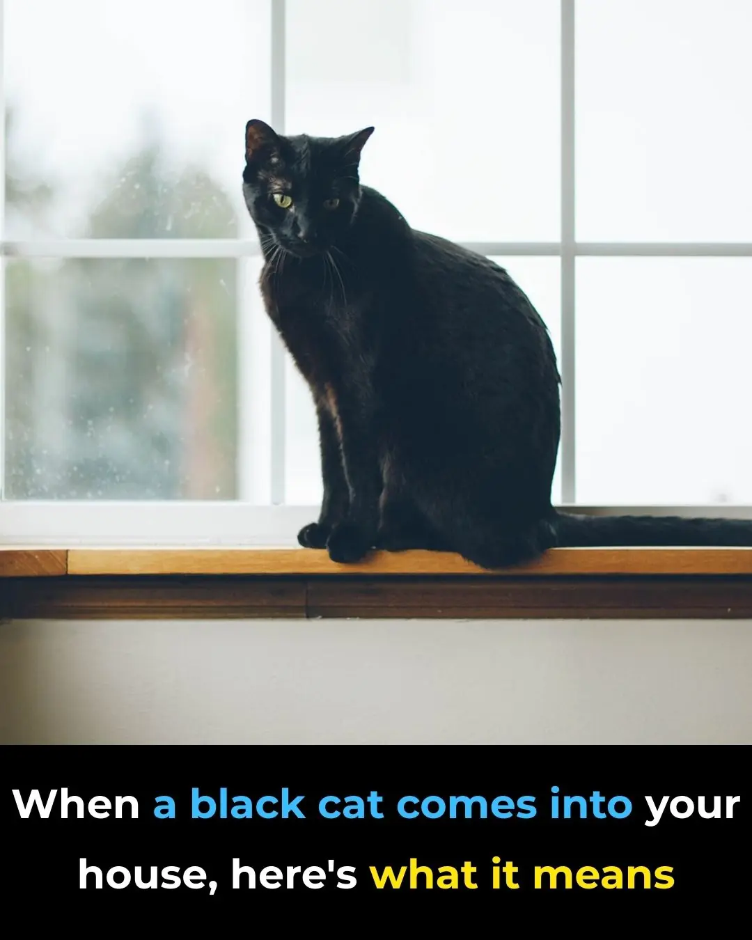 What It Means When a Black Cat Comes Into Your Home