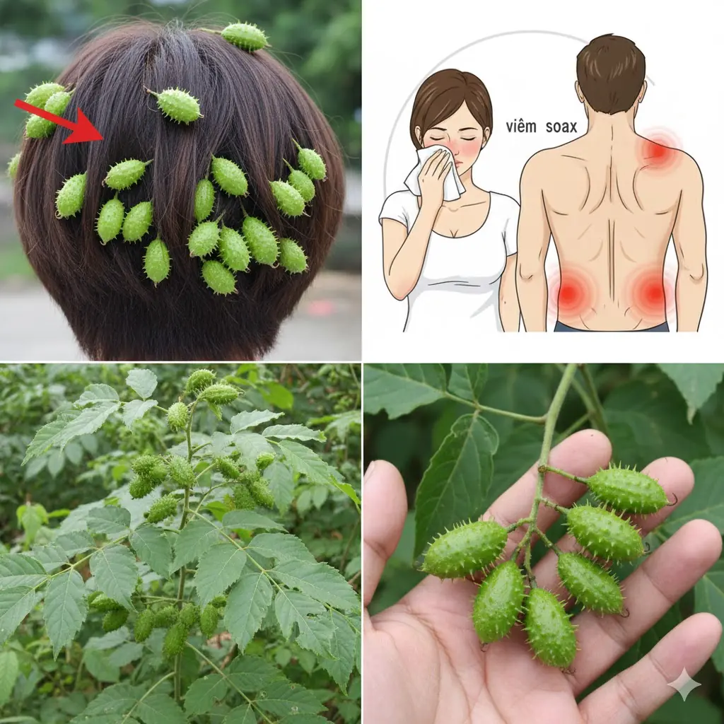 Cocklebur Uncovered: The Surprising Traditional Uses of Xanthium Strumarium