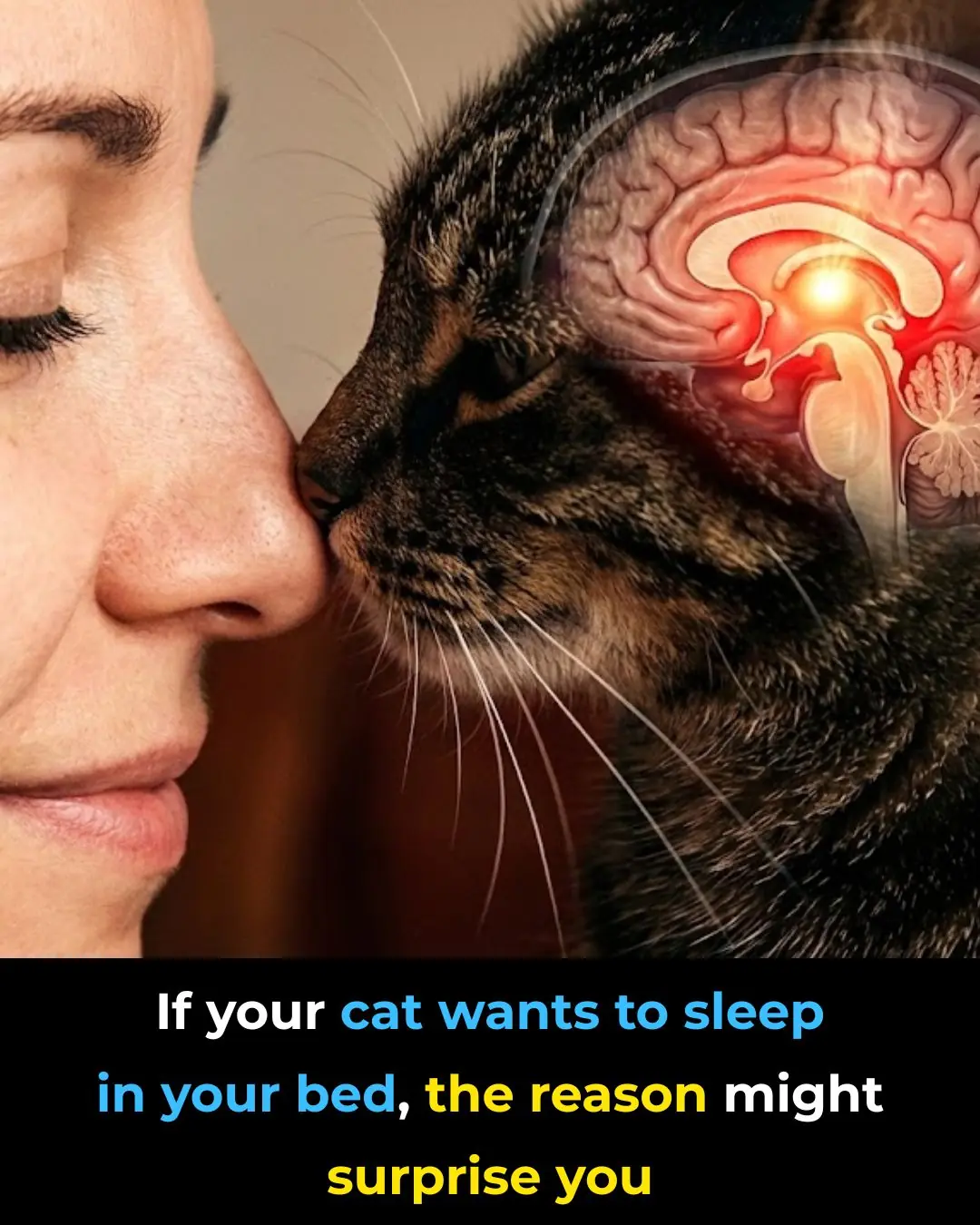 Why Your Cat Chooses to Sleep With You