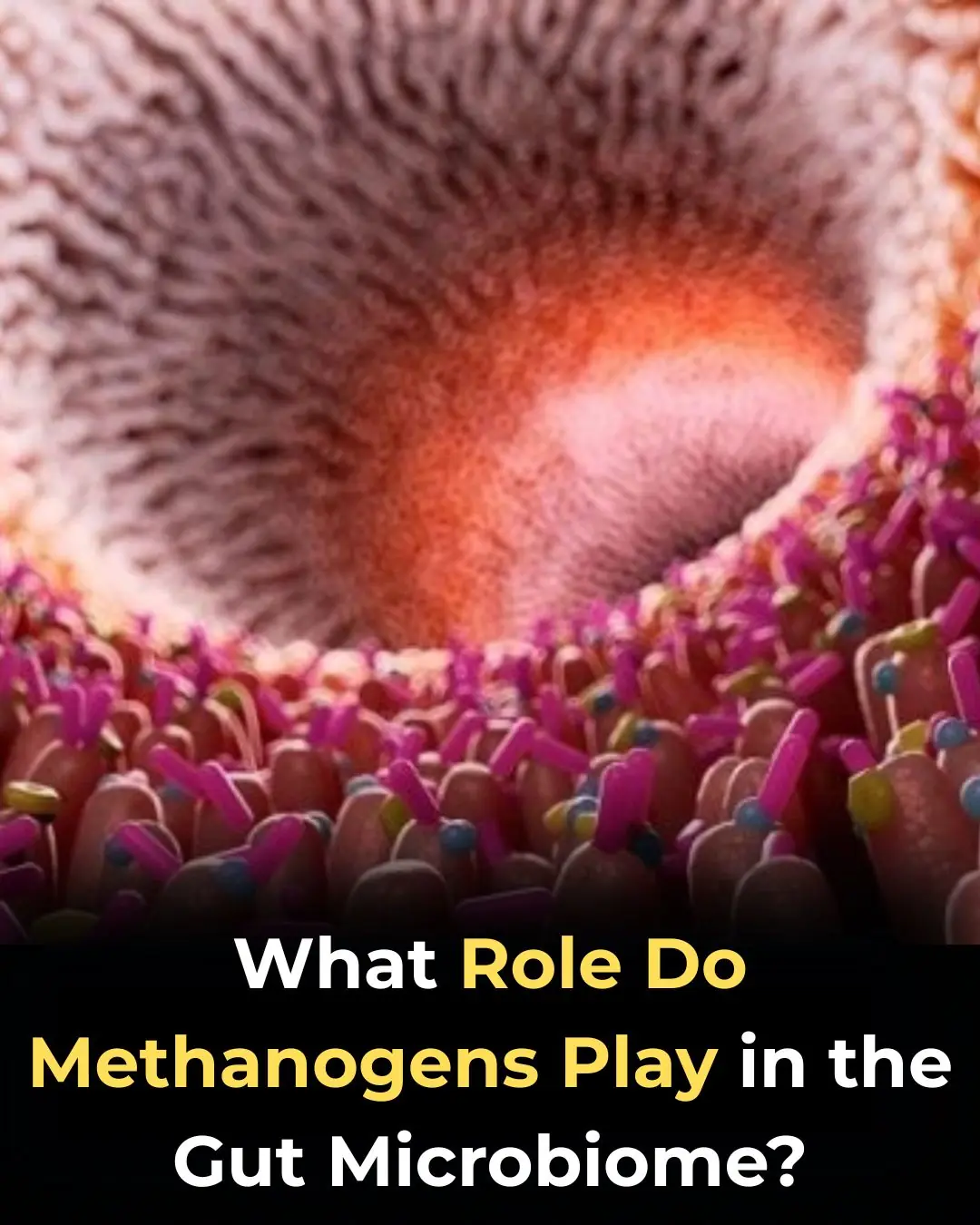 What Role Do Methanogens Play in the Gut Microbiome?