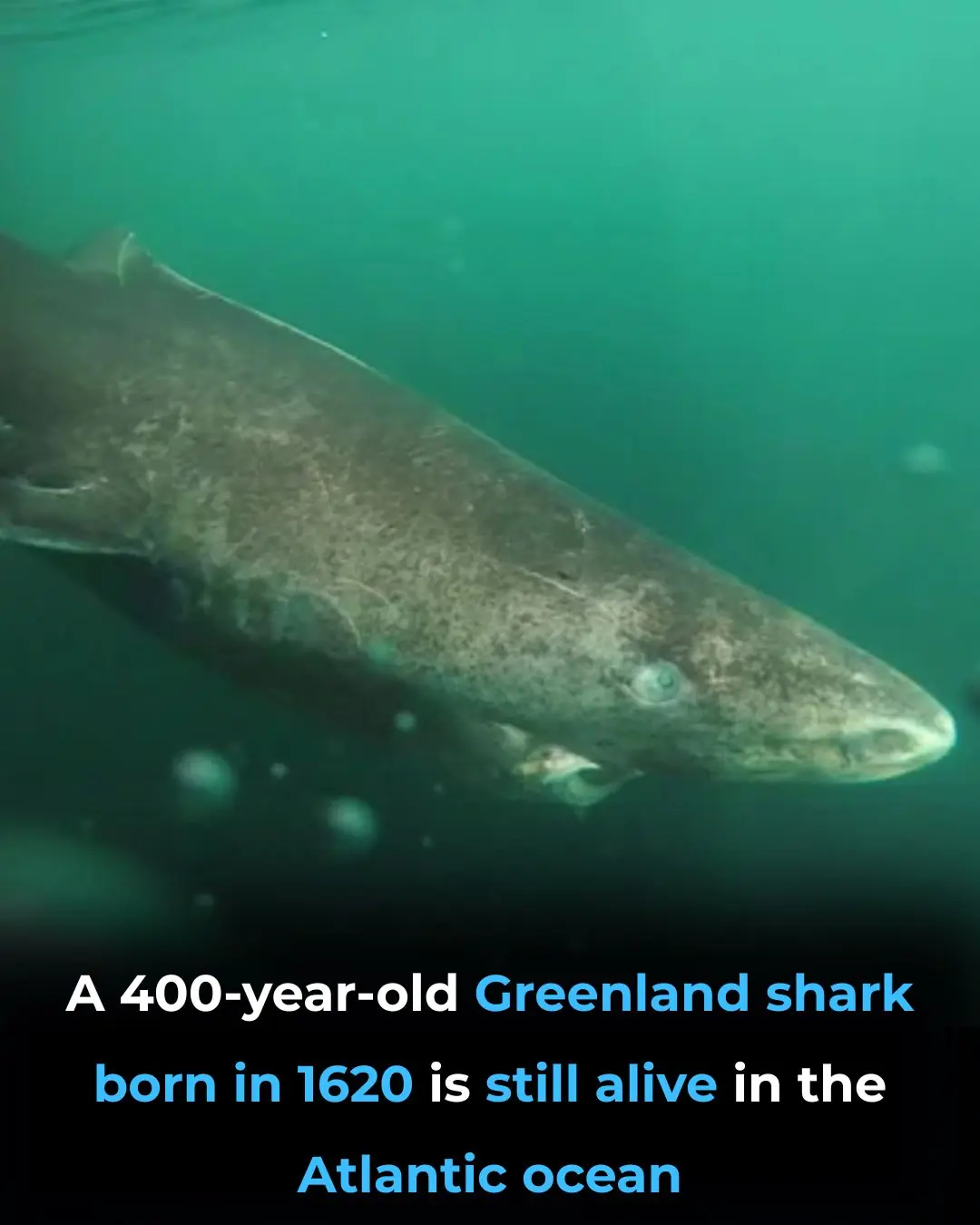 The 400-Year-Old Greenland Shark: One of the Oldest Living Vertebrates on Earth