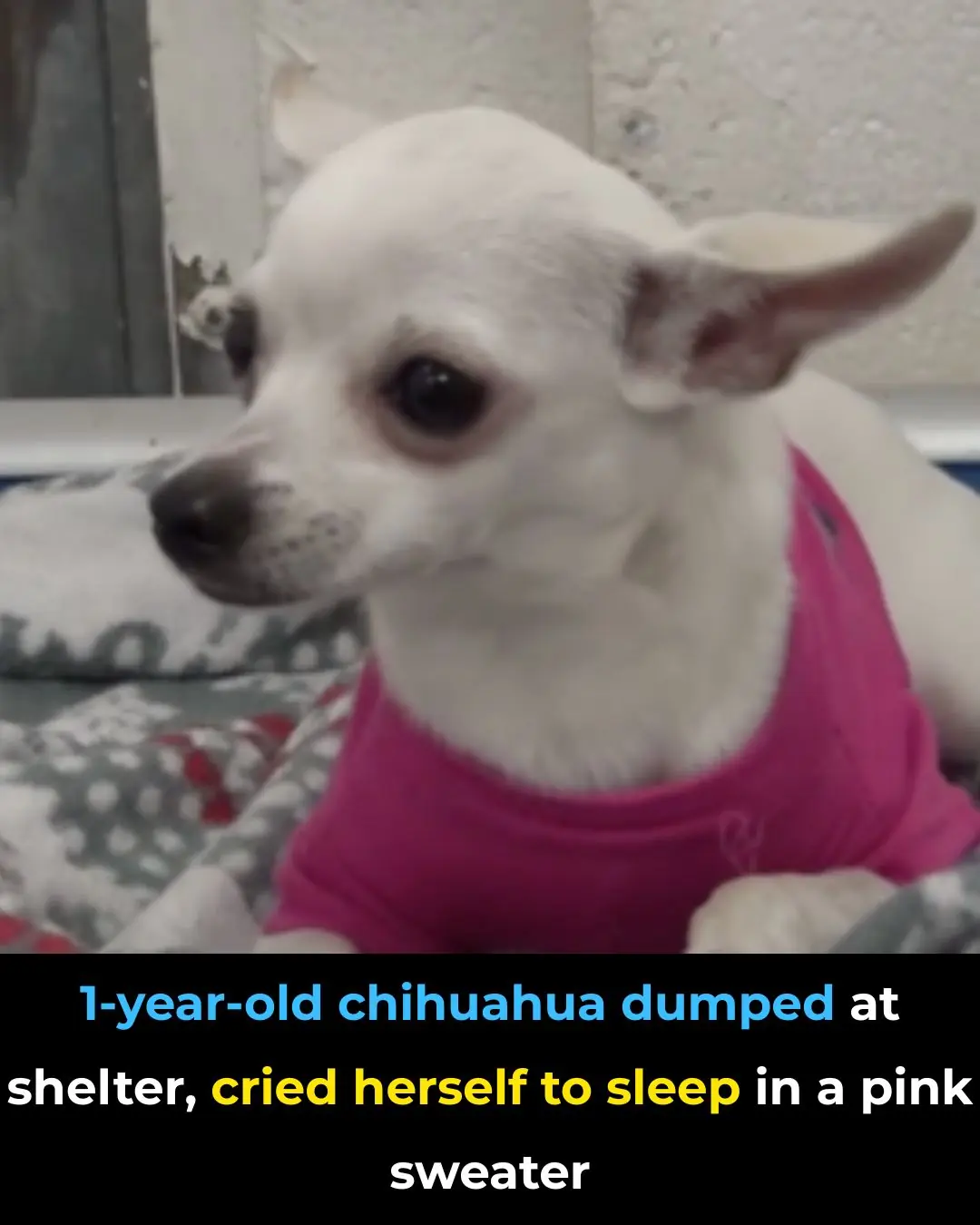 Abandoned at One Year Old: The Heartbreaking Reality Behind a Chihuahua Left at a Shelter