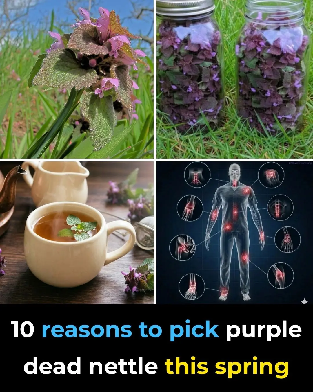 10 Reasons to pick purple dead nettle this spring