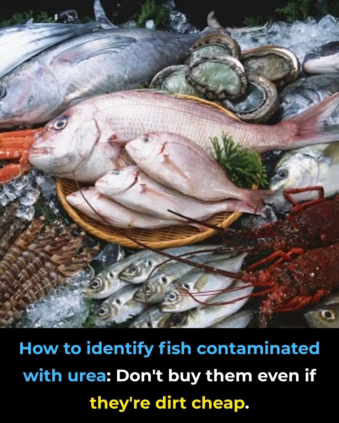 How to Identify Fish Contaminated with Urea: No Matter How Cheap, Don’t Buy It