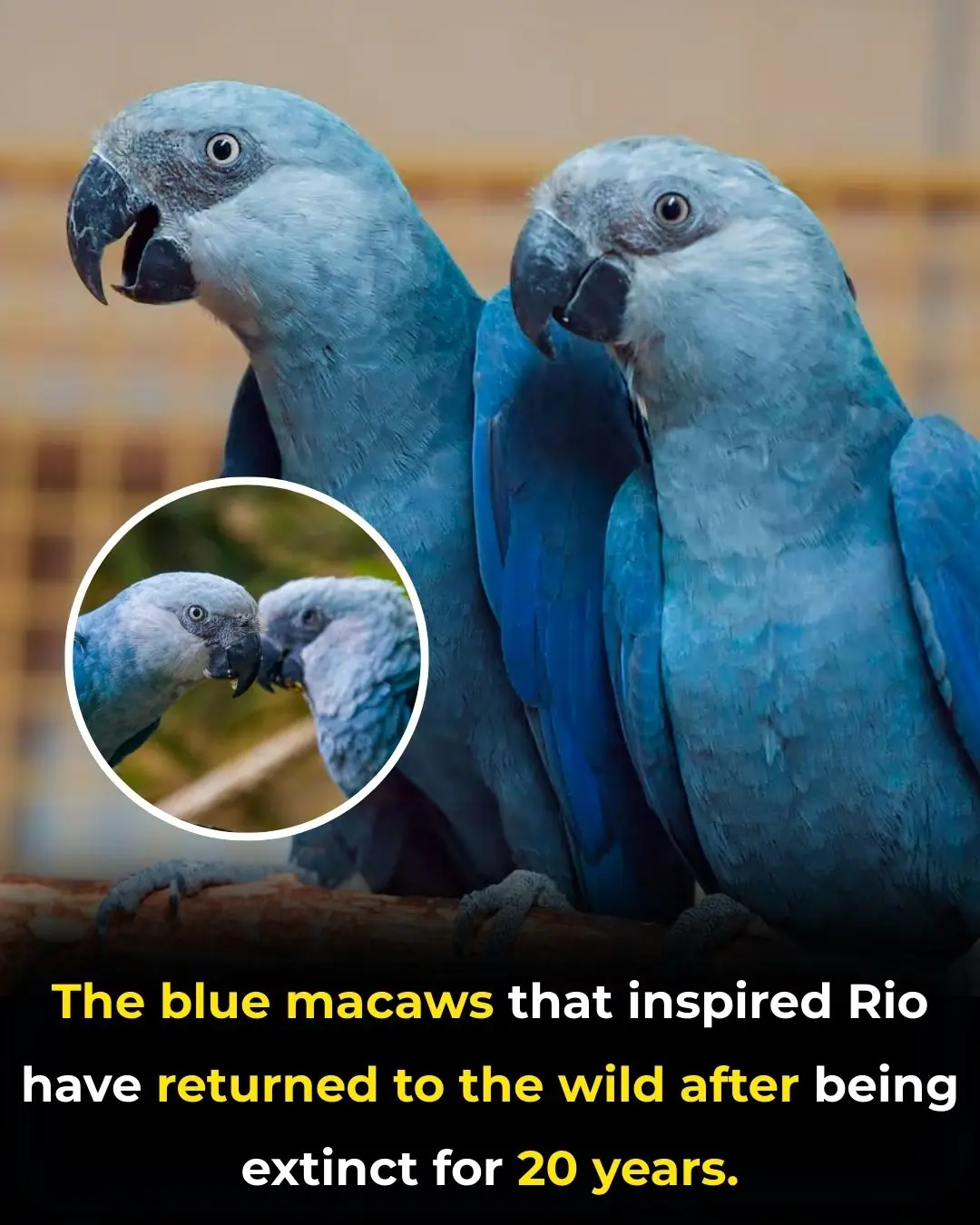 Back From the Brink: The Blue Macaws That Inspired Rio Return to the Wild After 20 Years