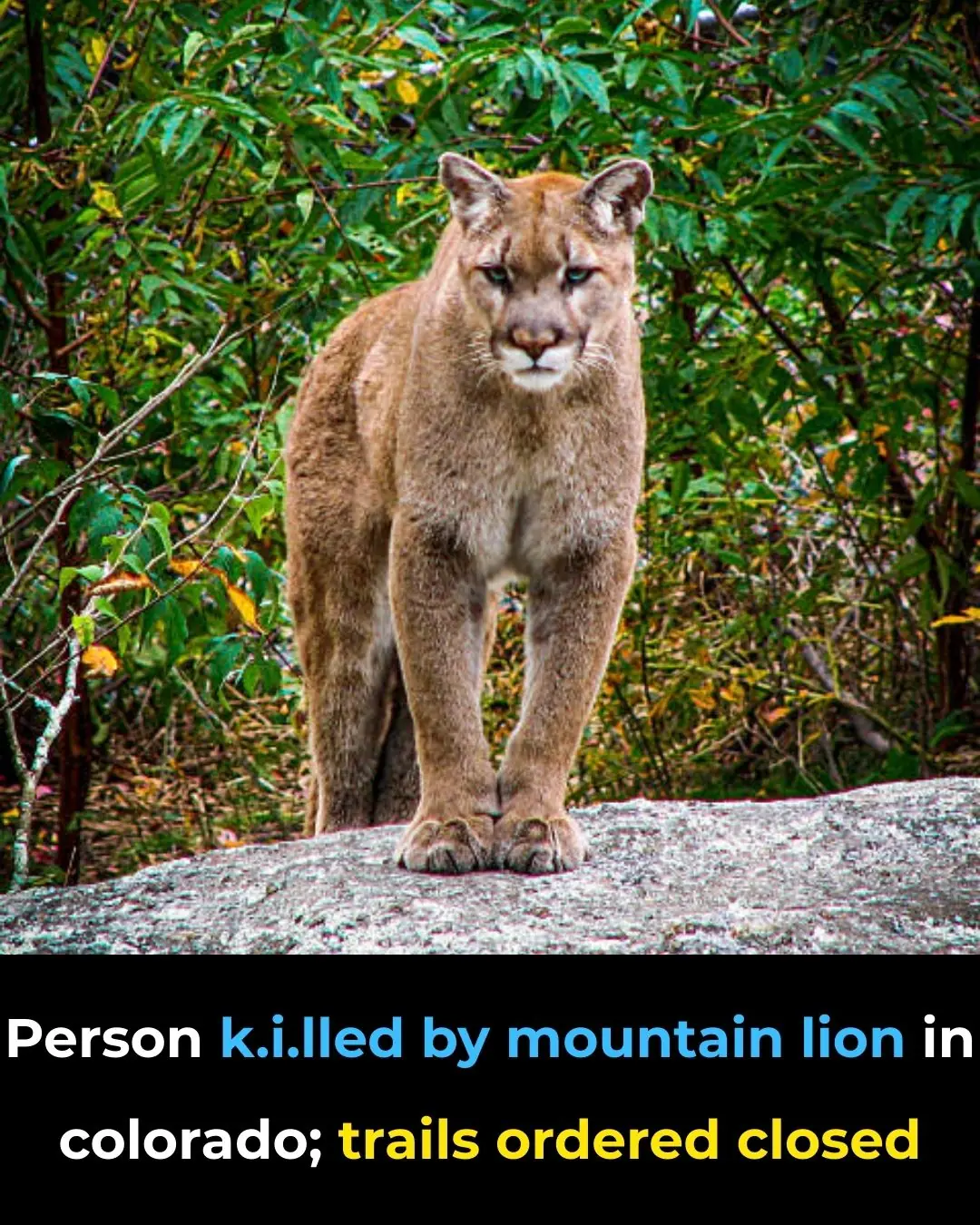 Fatal Mountain Lion Attack in Colorado Prompts Trail Closures and Public Safety Warnings