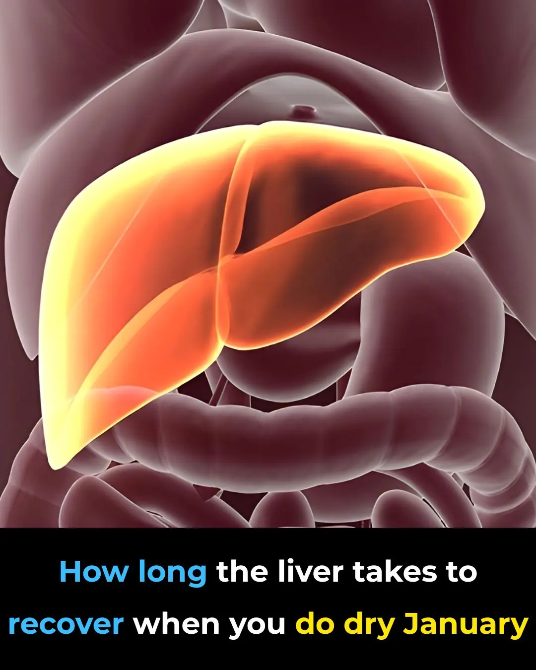 What Really Happens to Your Liver During Dry January