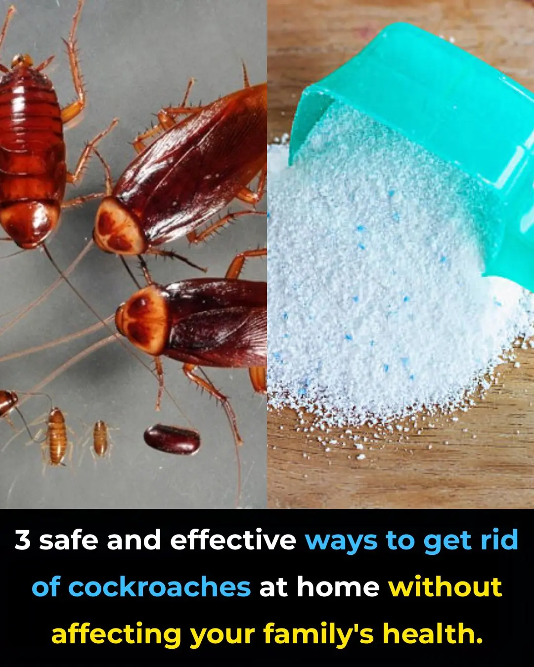3 safe and effective ways to get rid of cockroaches at home without affecting your family's health.