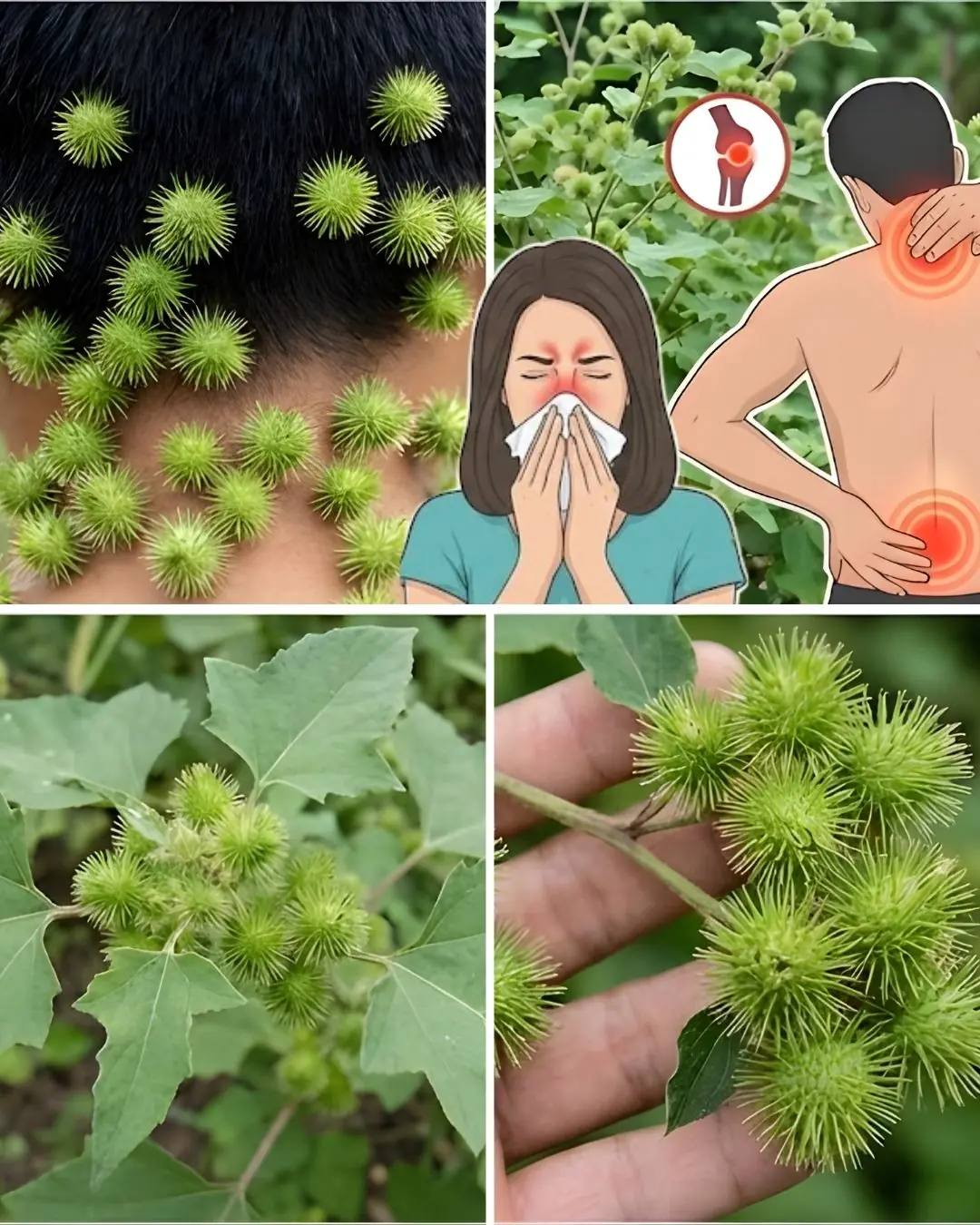 Cocklebur Uncovered: The Surprising Healing Potential of Xanthium Strumarium