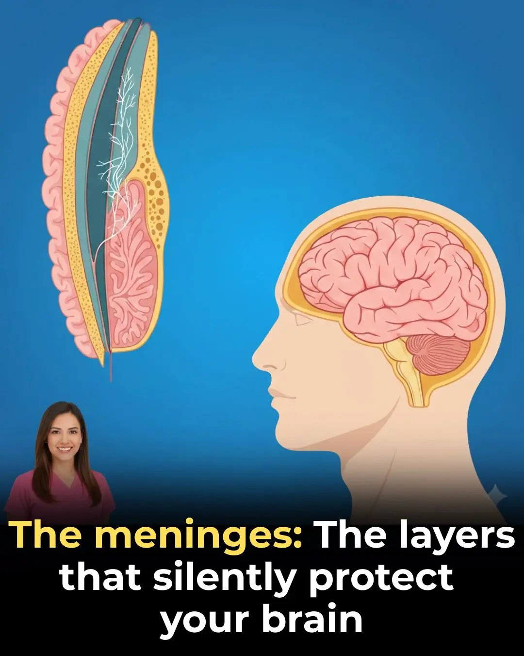 🧠 The Meninges: The Silent Layers That Protect Your Brain
