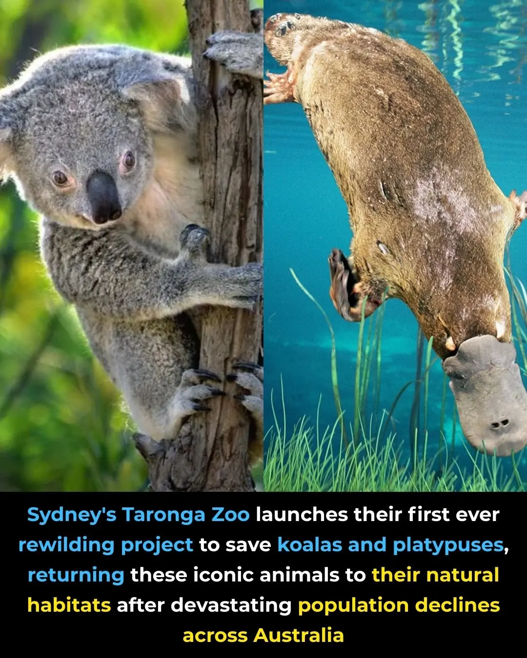 Sydney’s Taronga Zoo Launches Landmark Rewilding Project to Restore Koalas and Platypuses to the Wild