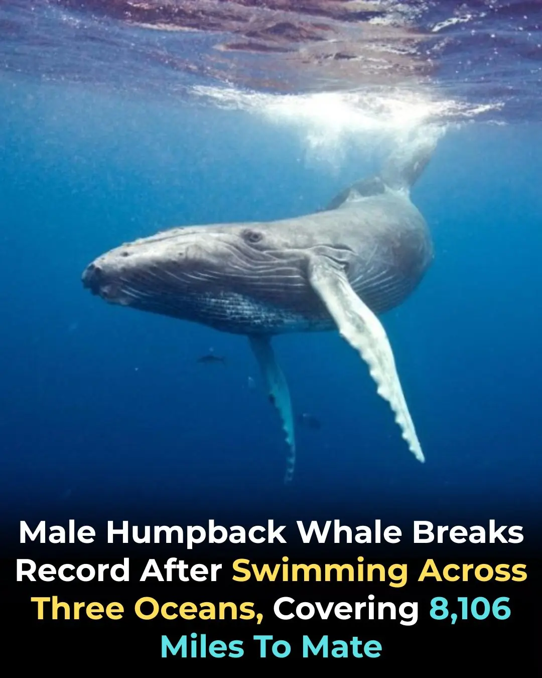 Male humpback whale crossed 3 oceans for sex, inadvertently breaking distance record for species