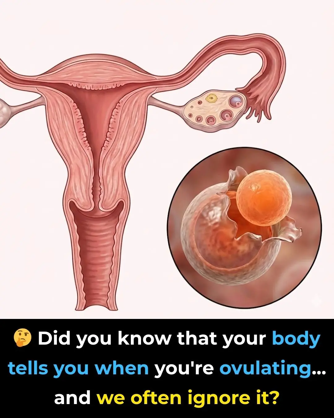 Understanding Ovulation: Key Signs Your Body Sends and Why They Matter