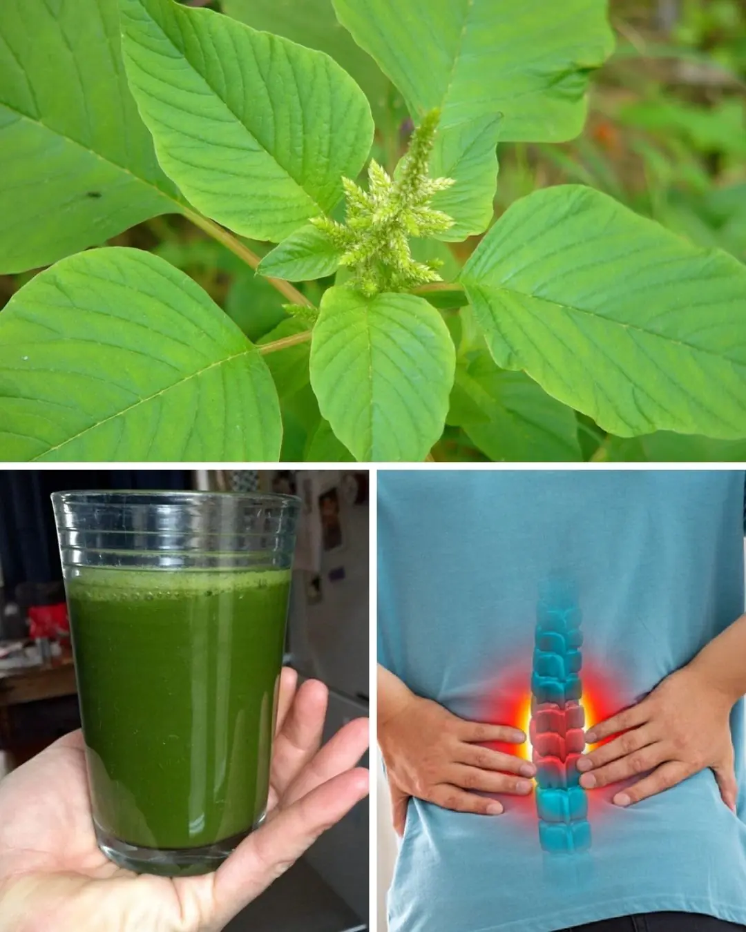 Discover 11 Simple Ways to Add Physalis to Your Daily Routine for Better Wellness