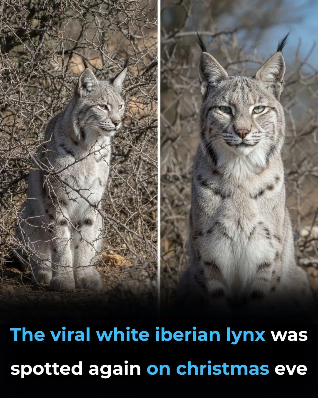 The Rare White Iberian Lynx Reappears on Christmas Eve, Stunning Wildlife Lovers Once Again