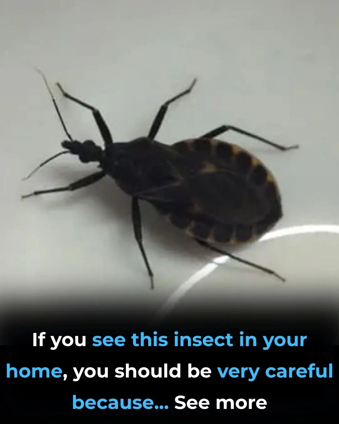 If you notice this insect in your home, call professional pest control services immediately