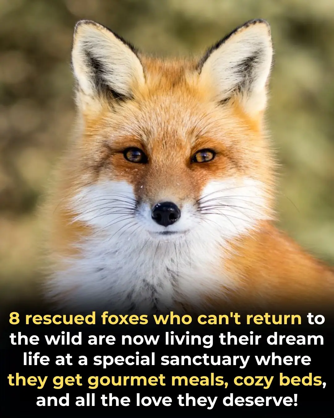 Eight Rescued Foxes Find Their Forever Home in a Special Sanctuary