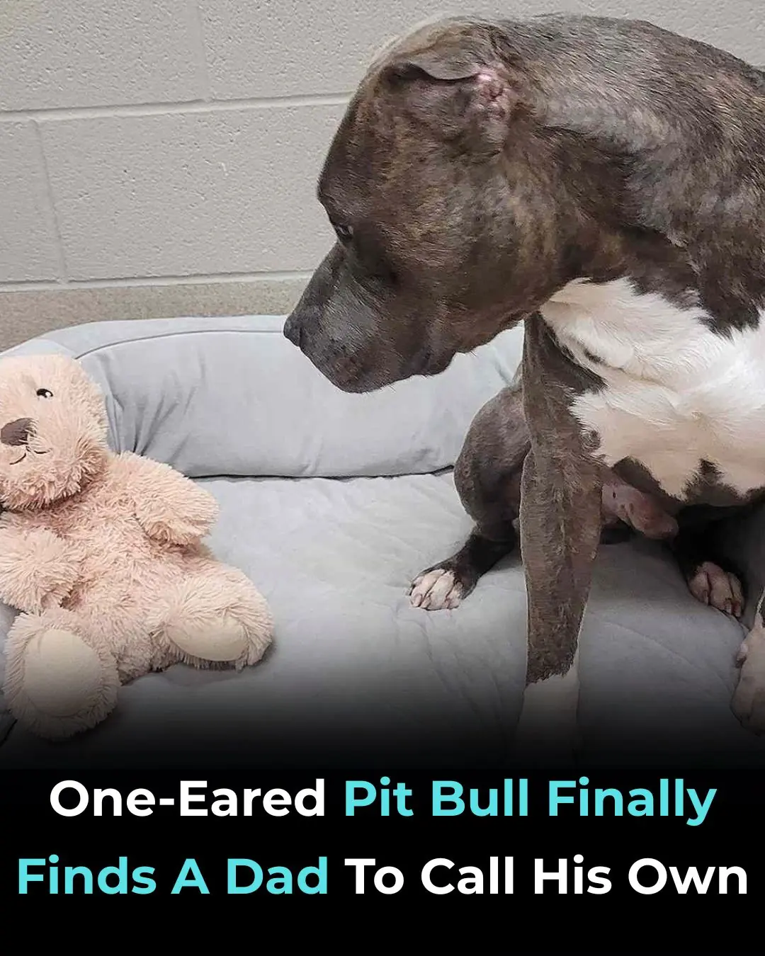 One-Eared Pit Bull Finds His Forever Home and a Matching Friend